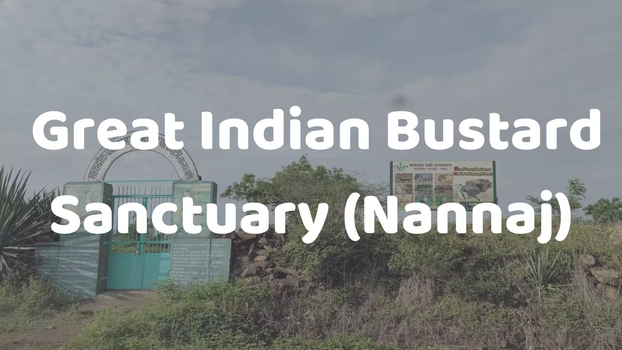 Places To Visit In Solapur | Great Indian Bustard Sanctuary (Nannaj) | Cab Services in Solapur